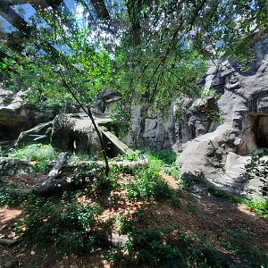 Snow Leopard Exhibit
