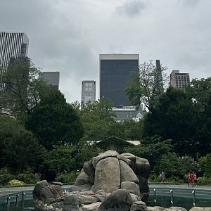 California Sea Lion Exhibit