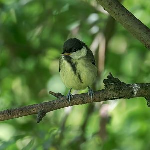 Great Tit Juvenile (wild) UK