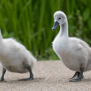 Mute Swan Cygnets (wild) UK