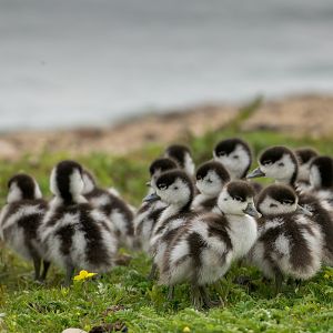 Shelduck Ducklings (wild) UK