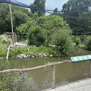 New Asian walkthrough aviary