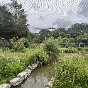 New Asian walkthrough aviary