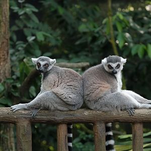 Ring-tailed Lemurs (Lemur catta)