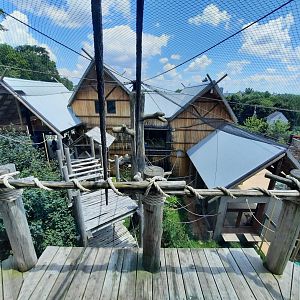 Gibbon Exhibit From the Treehouse