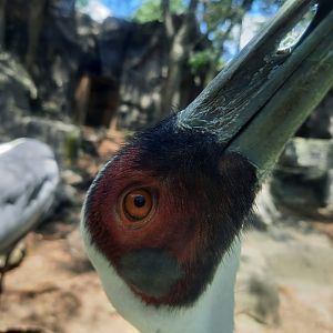 White Naped Crane Close Up
