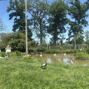 African walkthrough aviary