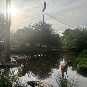 African walkthrough aviary