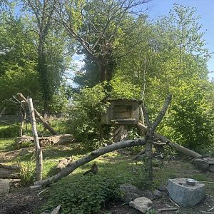 New white-nosed coati exhibit
