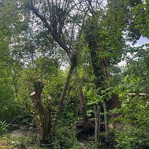 New white-nosed coati exhibit - See the coati ?