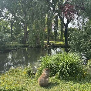 Capybara exhibit