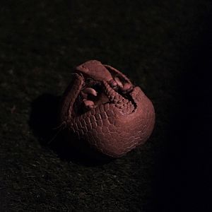 Southern Three-banded Armadillo (Tolypeutes matacus)