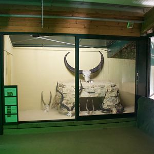 Former Nile Monitor Exhibit