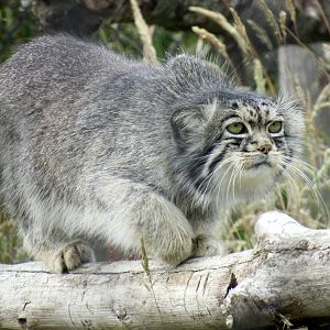 Pallas’s cat
