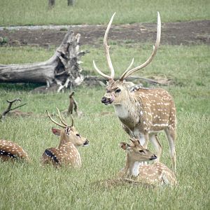 Chital