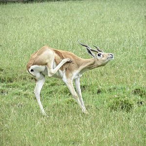 Blackbuck