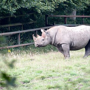 Eastern black rhinoceros