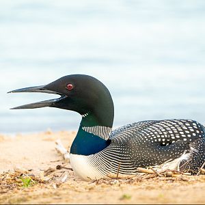 Common Loon