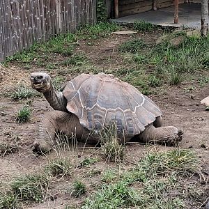 Giant tortoise yawning