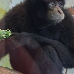 Siamang gibbon looks at something at the pittsburgh zoo