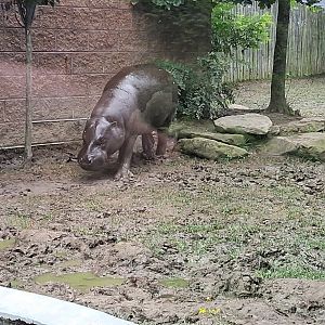 Pygmy hippo walks in the mud at the pittsburgh zoo