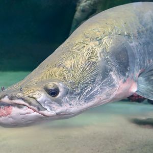 Arapaima (Arapaima gigas)