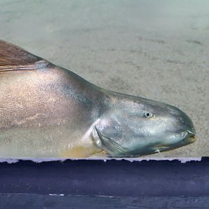 Gilded Catfish (Brachyplatystoma rousseauxii)