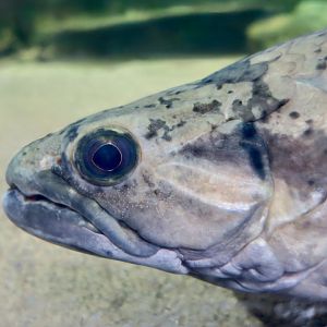 Giant Wolf Fish (Hoplias aimara)