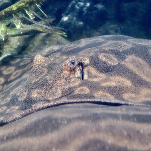 Wallace's River Stingray (Potamotrygon wallacei)