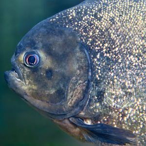 Red-Bellied Piranha (Pygocentrus nattereri)