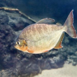 Lobetooth Piranha (Pygopristis denticulata)