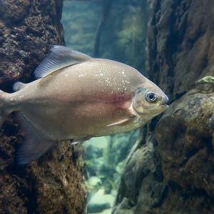 Dolphin Pacu (Mylesinus paucisquamatus)