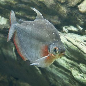 Silver Mylossoma (Mylossoma duriventre)
