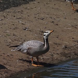 Bar-Headed Goose 3
