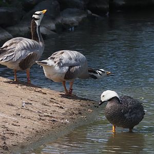Bar-Headed Geese and Emperor Goose
