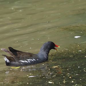 Common Moorhen (Wild)