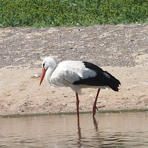 White Stork