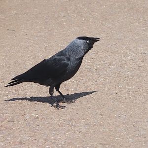 Western Jackdaw (Wild) 1