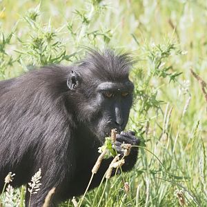 Sulawesi Crested Macaque 1