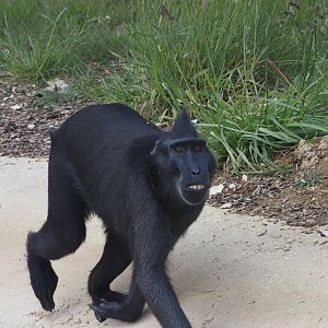 Sulawesi Crested Macaque 2
