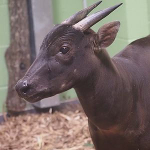 Lowland Anoa