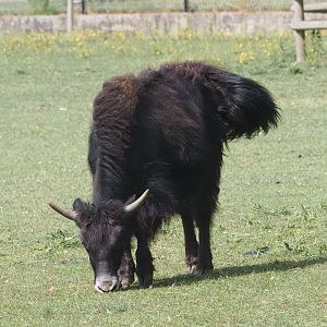 Domestic Yak