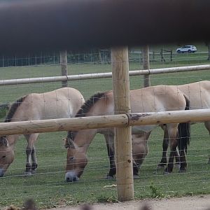 Przewalski's Horses