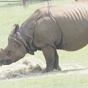 Indian Rhinoceros