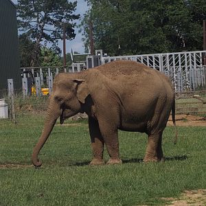 Asian Elephant 1
