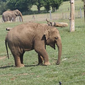 Asian Elephant 2