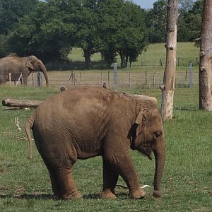 Asian Elephant 3