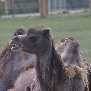 Domestic Bactrian camel
