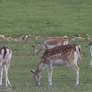 European Fallow Deer and Black