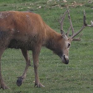 Père David's deer